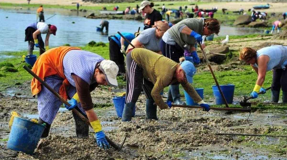 mariscadores trabajando a pie en una ria de galicia con permiso de explotacion marisquera