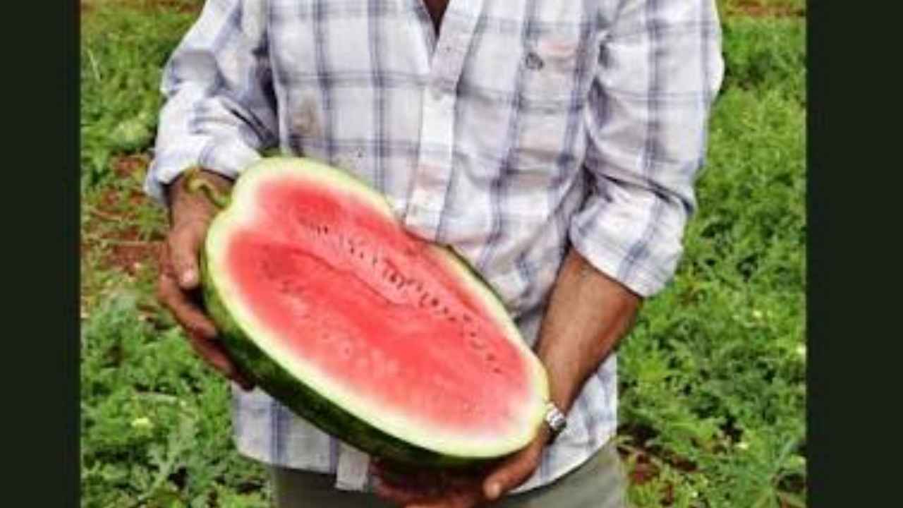 Agricultor revisando sandías en una explotación de Cinco Casas, Ciudad Real.