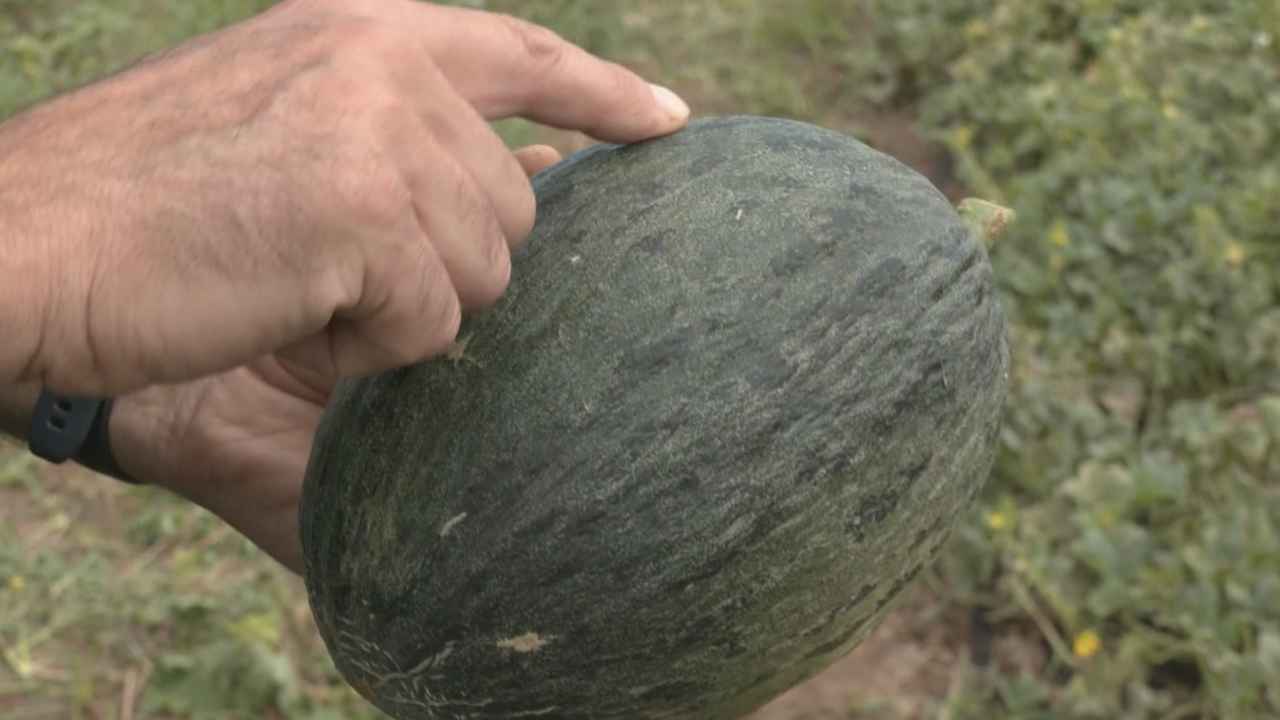 Melón azul de Villaconejos cultivado en un huerto de la Comunidad de Madrid