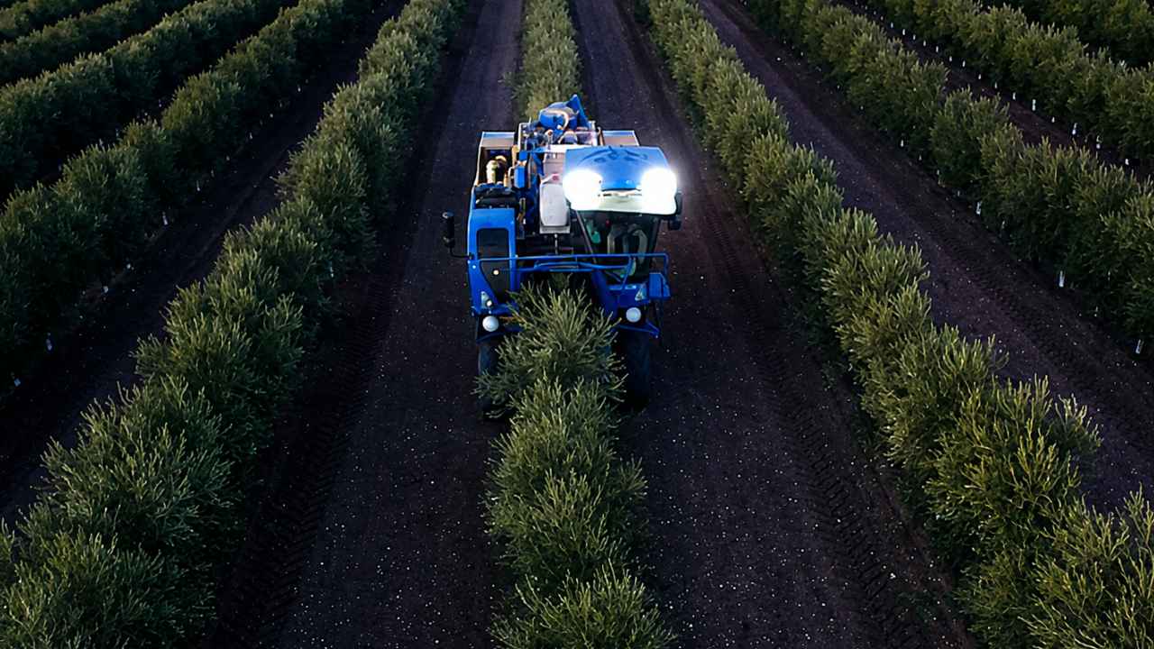 Cosechadora cabalgante trabajando al anochecer en un olivar superintensivo de Andalucía.