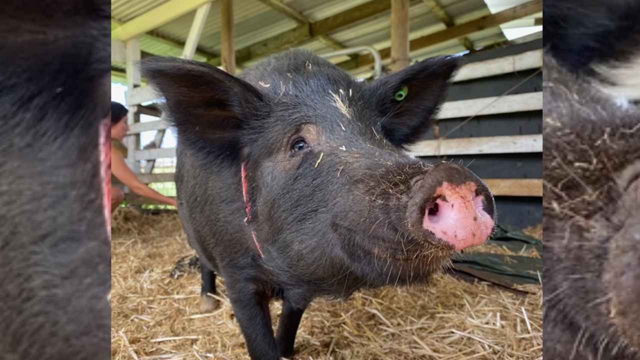 Voluntaria acaricia a un cerdo en Selah’s Pig Sanctuary, en Keaau, Hawái
